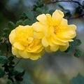 Rosa foetida herrm